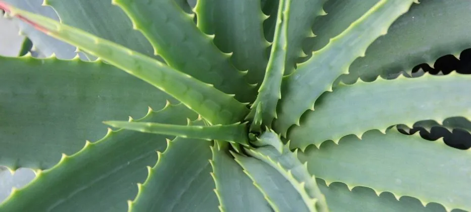 aloe vera parkinson