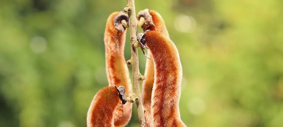tiene la mucuna efectos secundarios como se debe tomar la mucuna