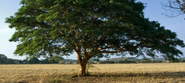 Aceite de copaiba: Qué es y para qué sirve