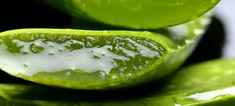 Aloe Vera y Parkinson