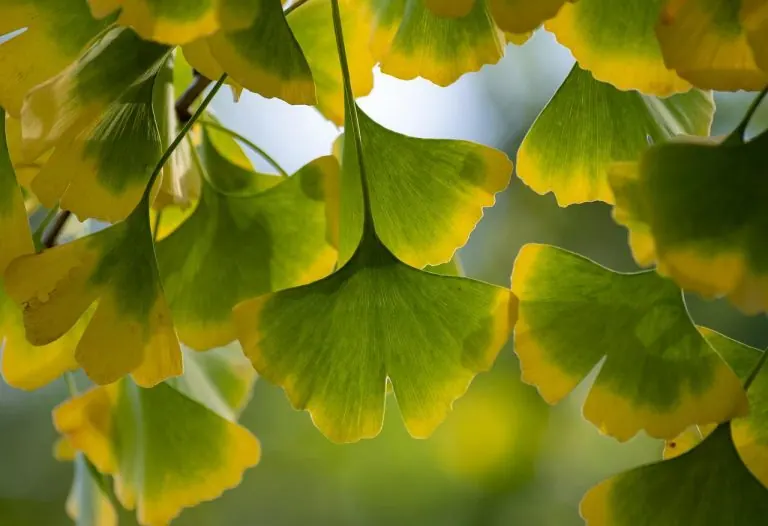 ¿Cómo debemos tomar Ginkgo Biloba?