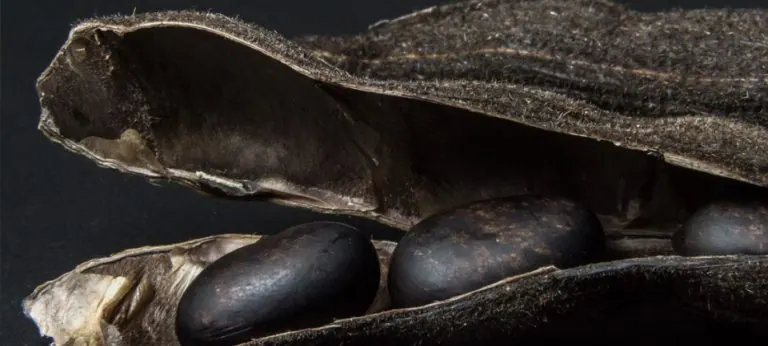 ¿Es la Mucuna Pruriens efectiva para el Parkinson?