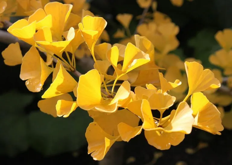 Ginkgo biloba y la enfermedad del parkinson