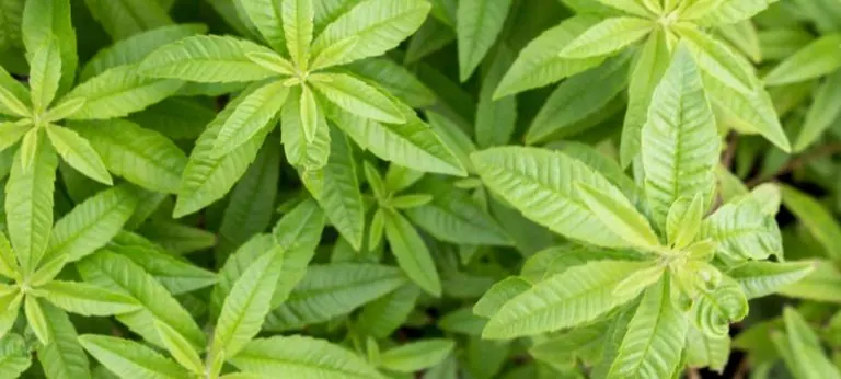 Hierbaluisa: ¿es buena para su salud?