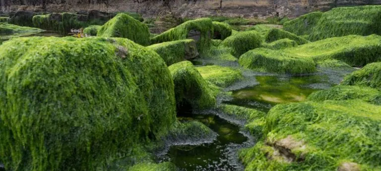 Klamath: el alga para mejorar tu sistema inmunológico