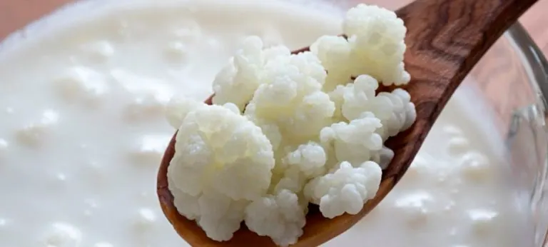 Mejores alimentos fermentados