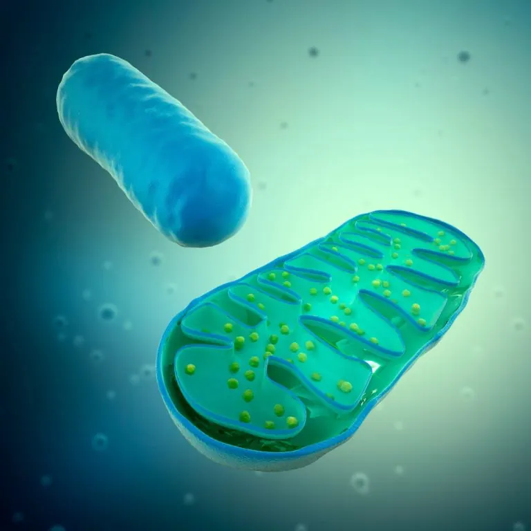 Mitocondrias y Parkinson: su papel en el cerebro