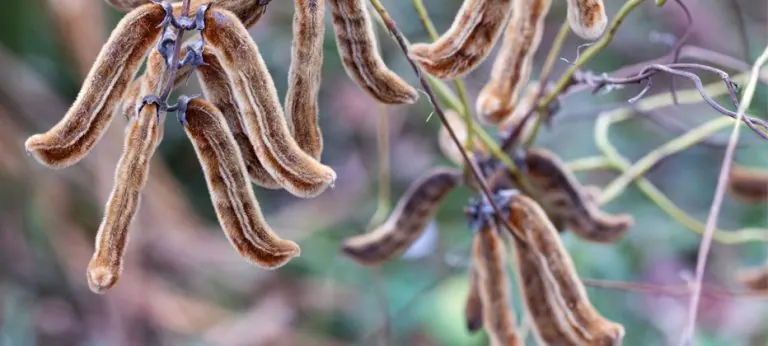 ¿Qué es la mucuna y para qué sirve?