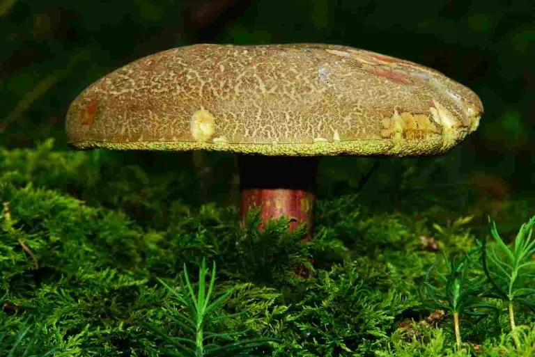 Reishi y la enfermedad del Alzheimer