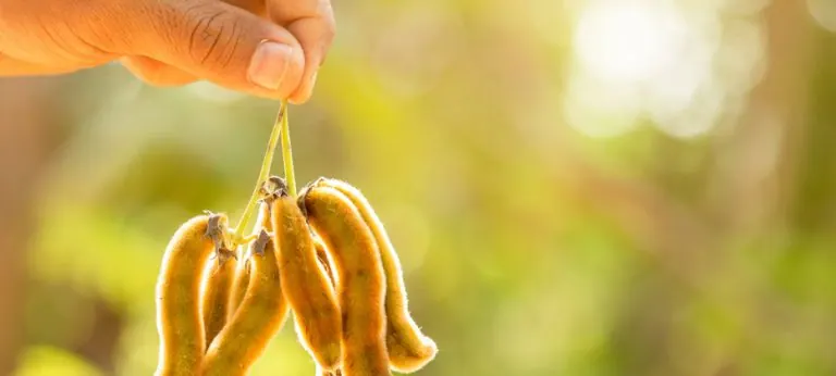 ¿Tiene la Mucuna Pruriens efectos secundarios?
