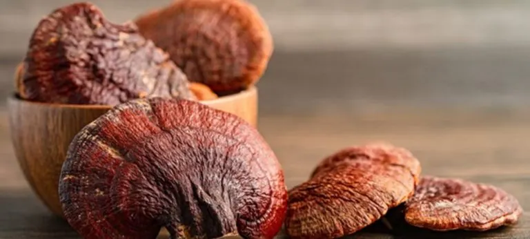 ¿Cómo se debe tomar el reishi?