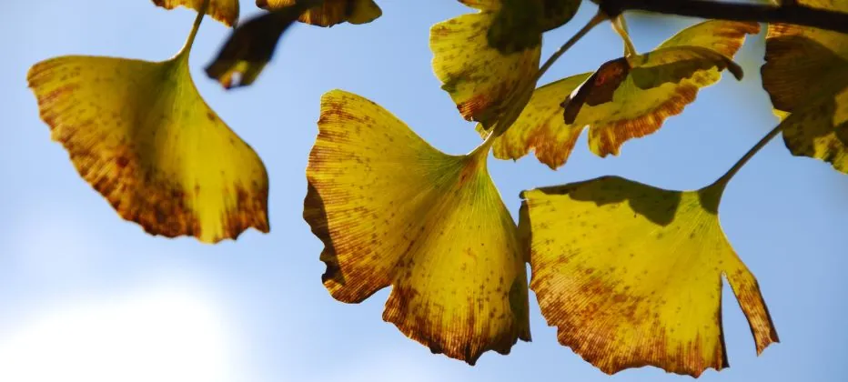ginkgo biloba parkinson Ginkgo biloba y la enfermedad del parkinson