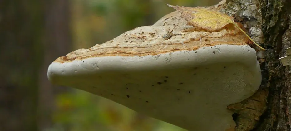 hongo reishi alzheimer 