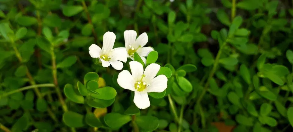 que es la planta de bacopa