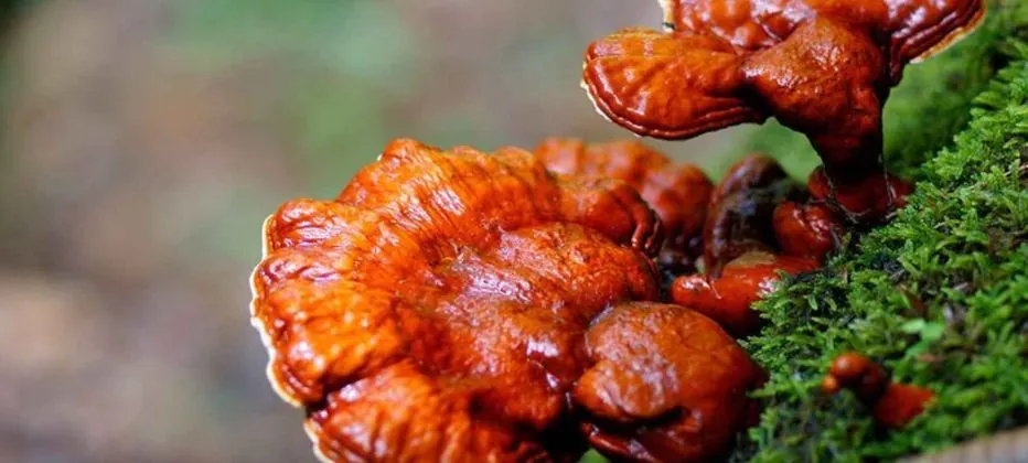 tomar-reishi tomar-reishi