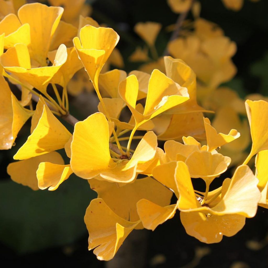 ginkgo biloba parkinson